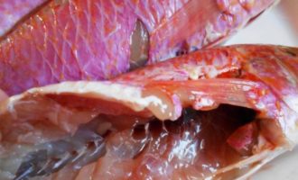 барабулька