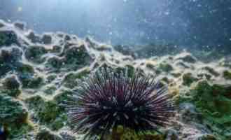 как выглядит морской еж