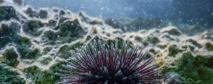 как выглядит морской еж