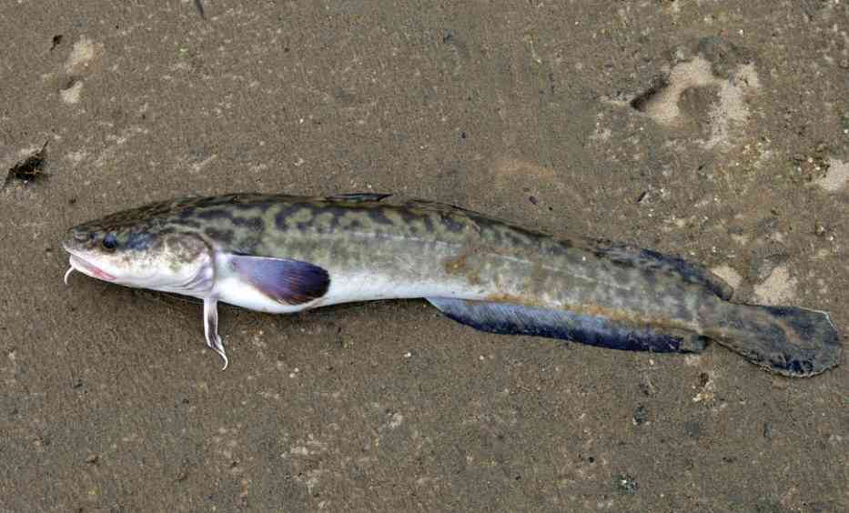 большой налим