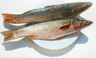 Кефаль дальневосточная