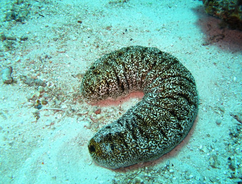 внешний вид кукумарии