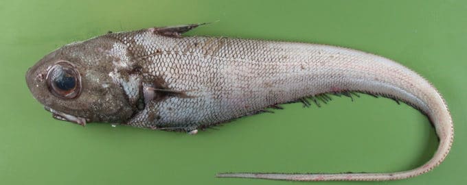 внешний вид макруруса