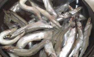 свежая мойва