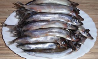 как выглядит мойва