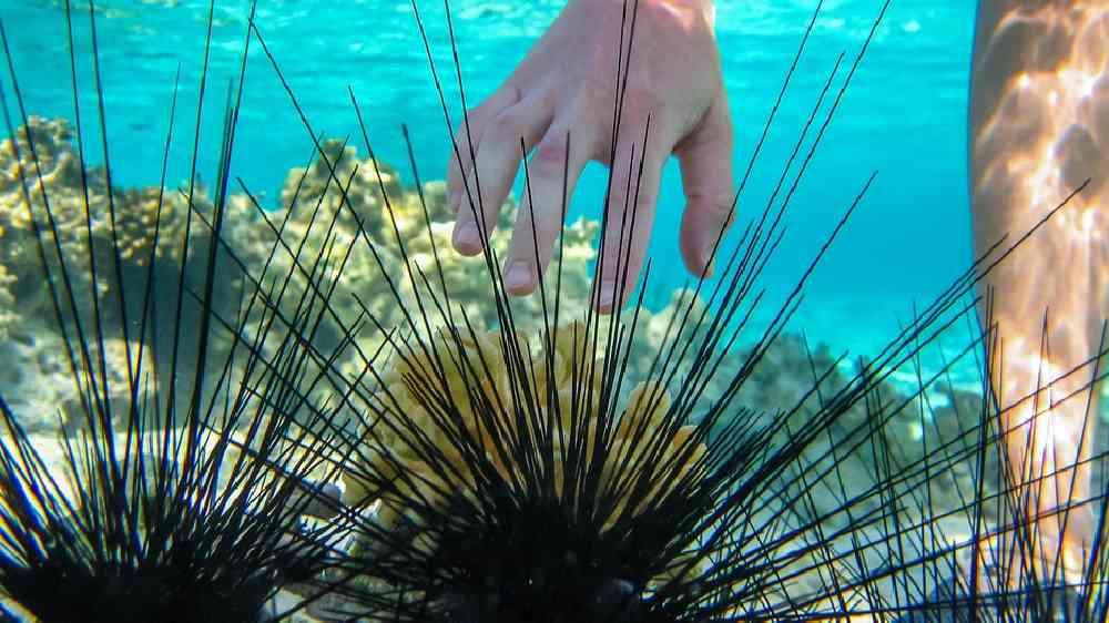 большие ежи