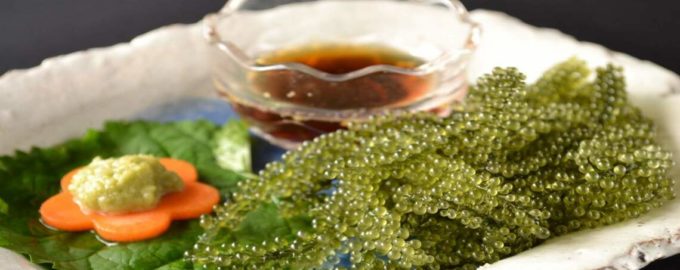 морской виноград