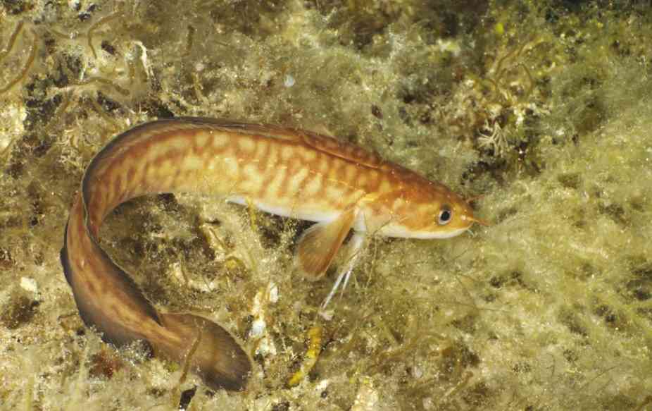 рыба в воде