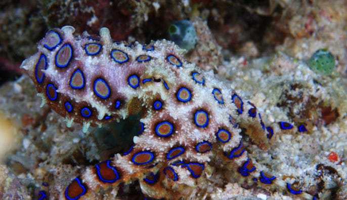 Южный или малый голубокольчатый.