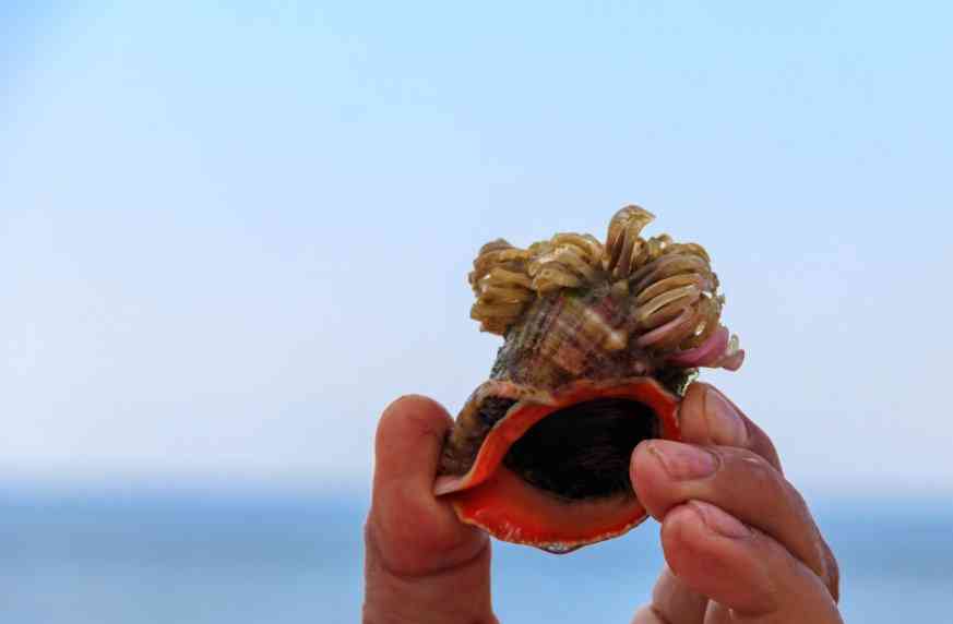 рапанв руках 