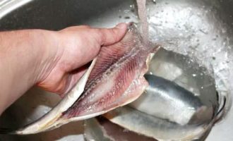 Рыба кефаль