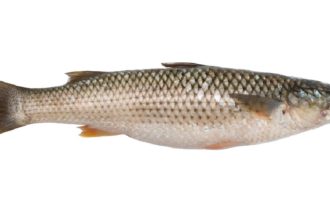 как готовить