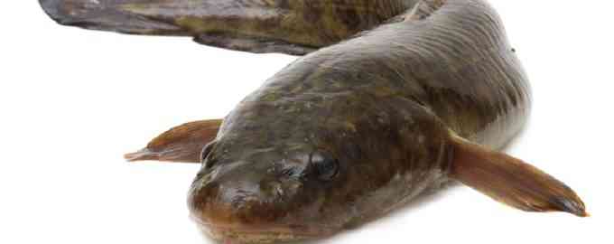 как выглядит налим