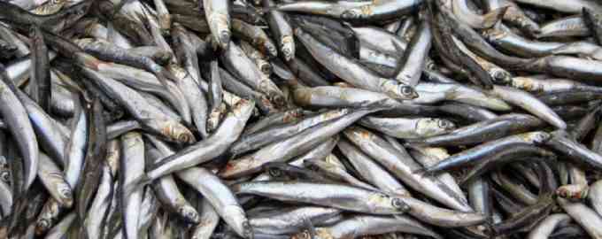 балтийская тюлька