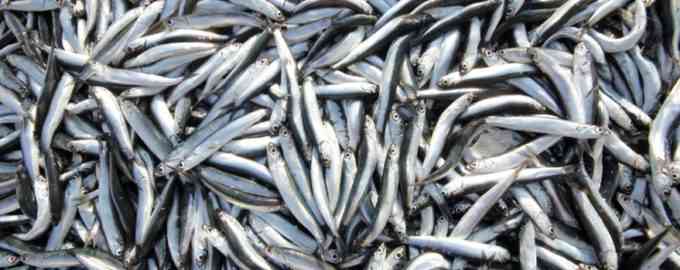 соленая хамса