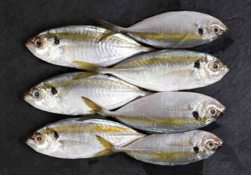 черноморская ставрида