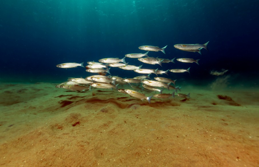 рыба в воде 