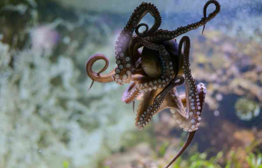осьминог на стекле
