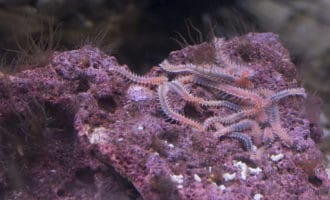 бороздчатобрюхие