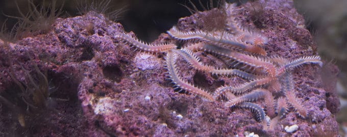 бороздчатобрюхие