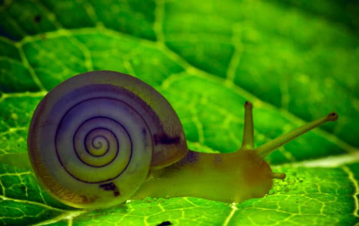 Брюхоногие