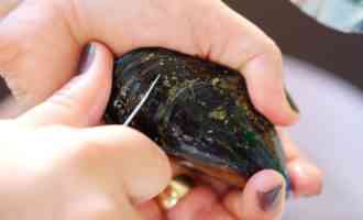 как чистить мидии