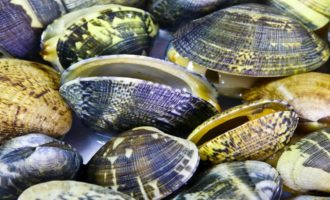 Двустворчатые моллюски