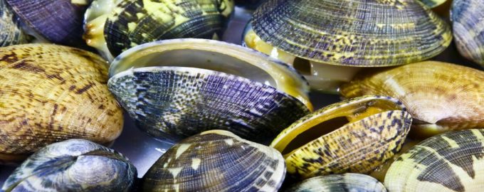 Двустворчатые моллюски