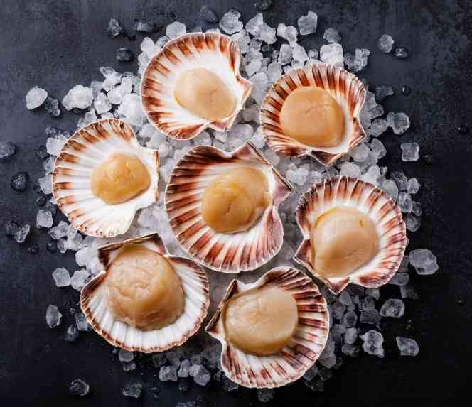 гребешок в раковине 