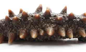 морской огурец