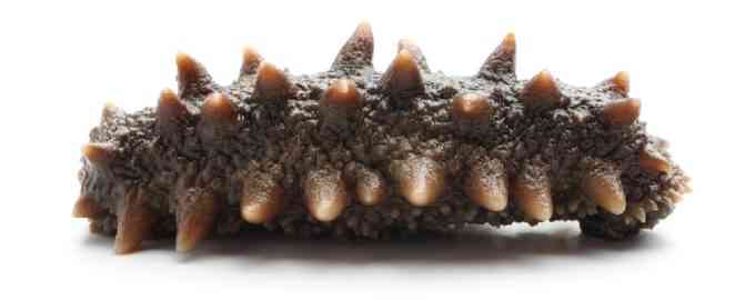 морской огурец