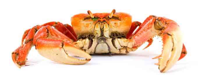 краб большой