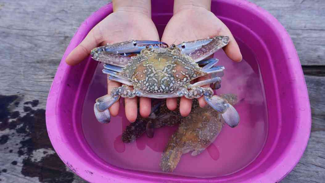 краб в воде