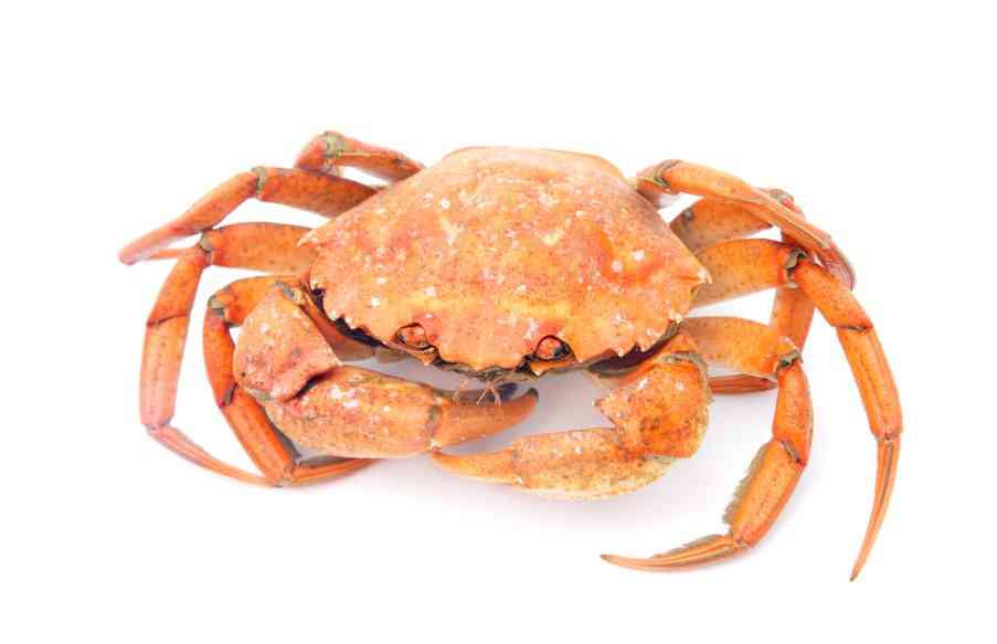 большой краб