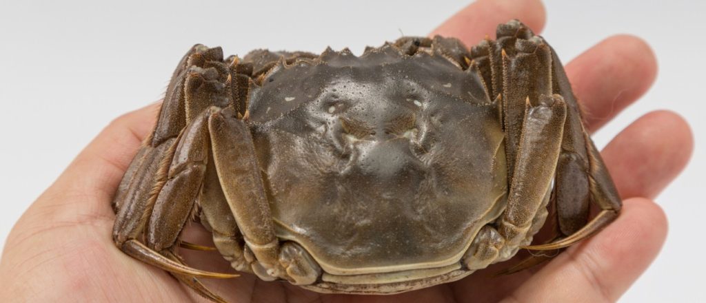 внешний вид краба