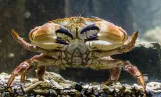 большой краб