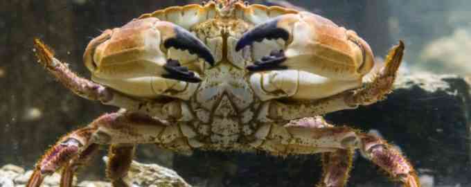 большой краб