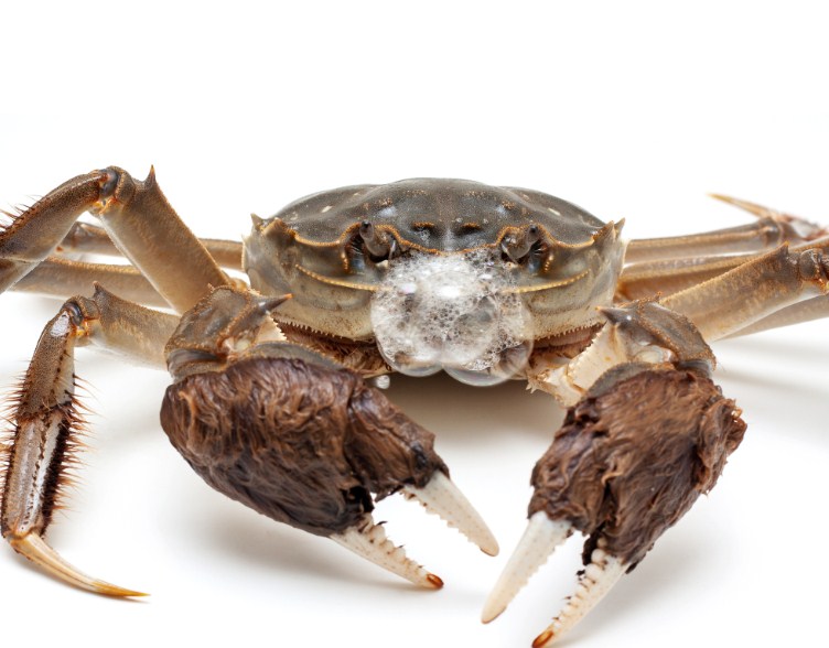 крупный краб