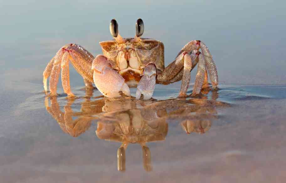 большой краб