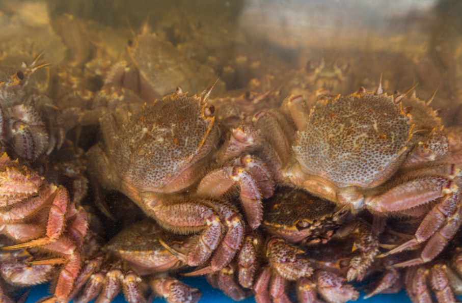 много крабов