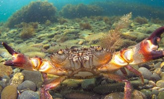 Крабы черного моря