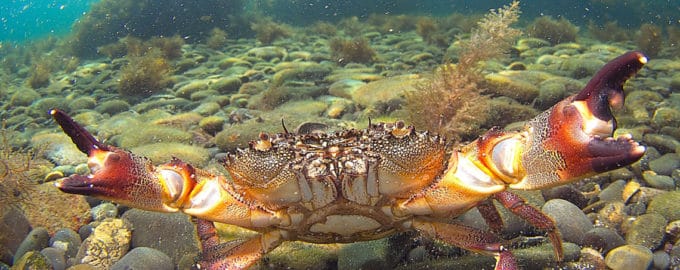 Крабы черного моря