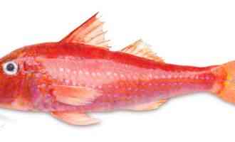 барабулька