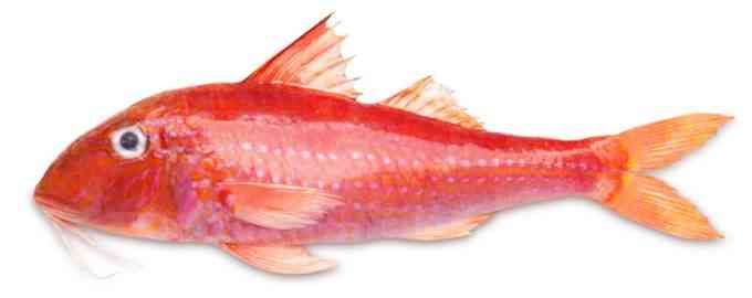 барабулька