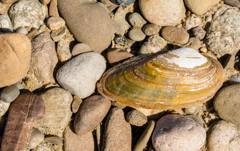 большая мидия