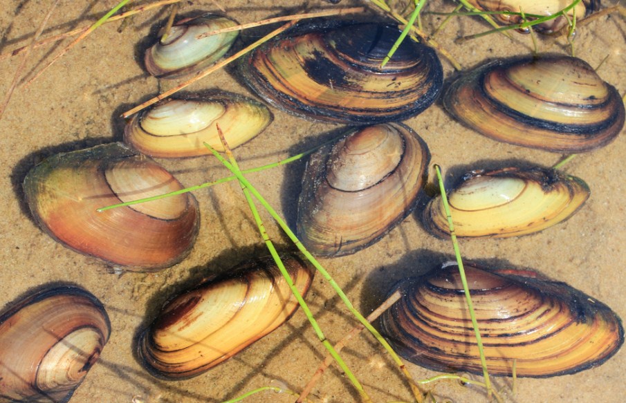 несколько мидий