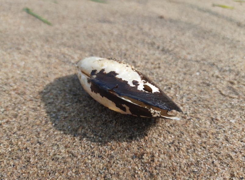 мидия на песке