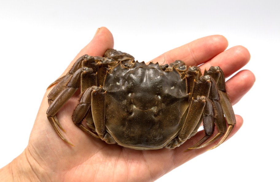 китайский краб