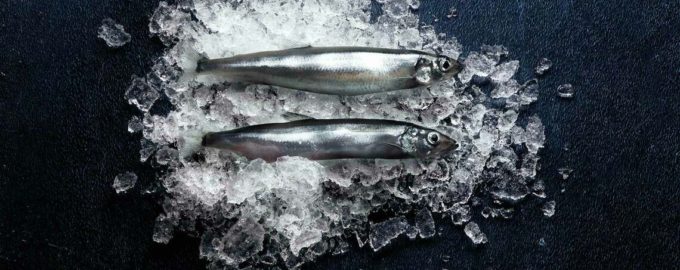 внешний вид мойвы