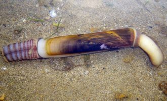 Моллюск морской черенок